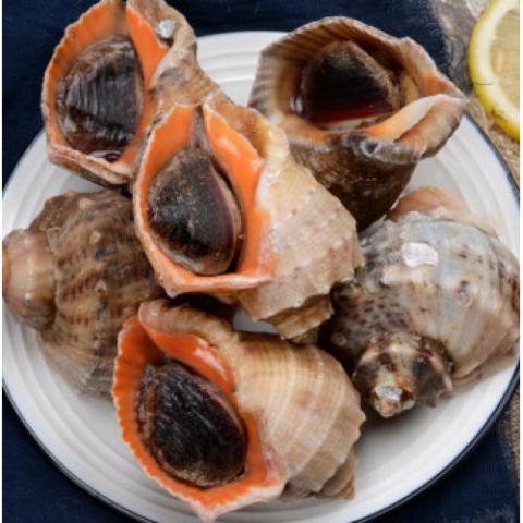 青岛鲜活大海螺 500g 大号海螺中号海螺小海螺特大海螺鲜活发货海螺肉足 小海螺8-10只500g